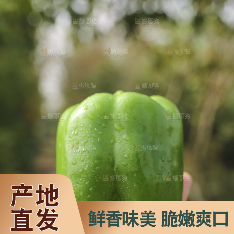 手里拿着新鲜青圆椒