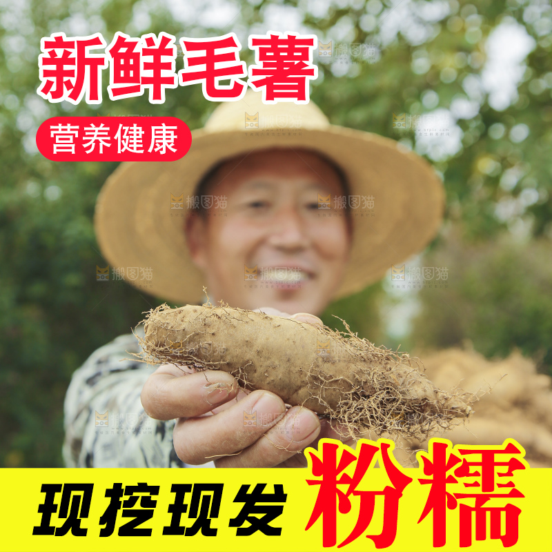 手里拿着新鲜毛薯