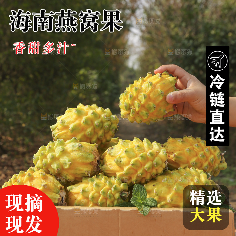 手里拿着燕窝果