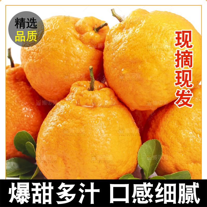 白底上的丑橘