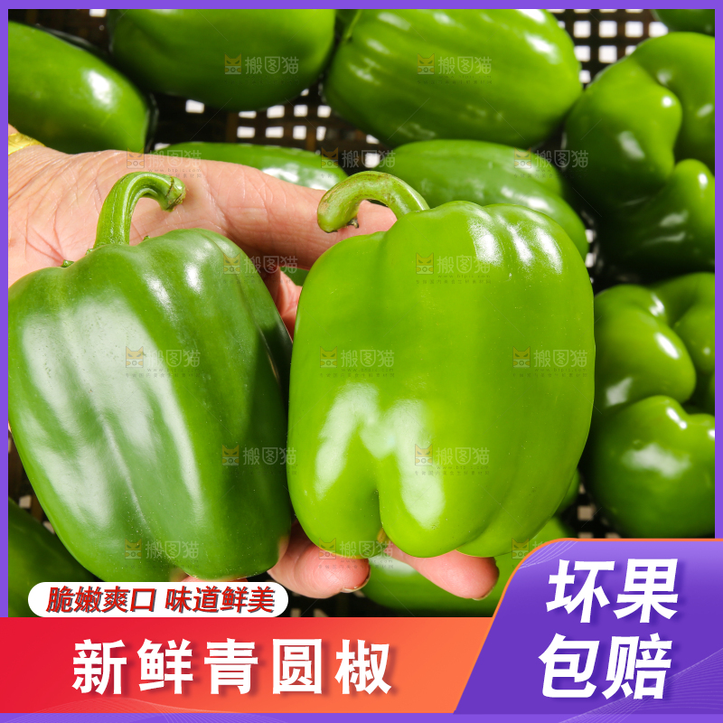 白底上的青圆椒