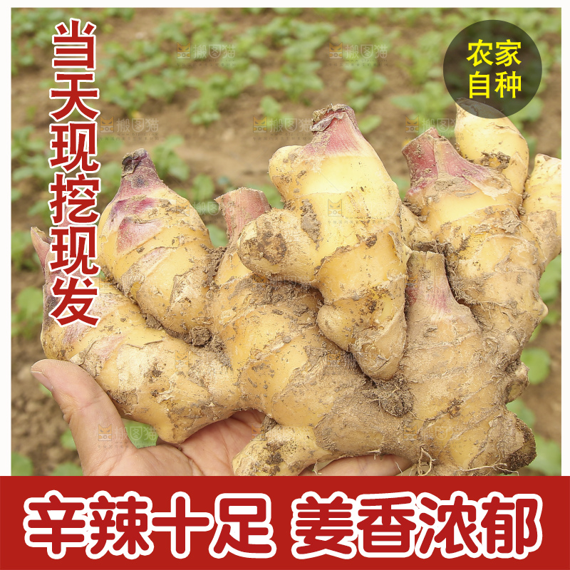 地里的小黄姜