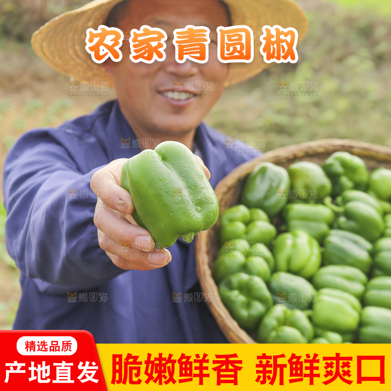 手里拿着新鲜青圆椒