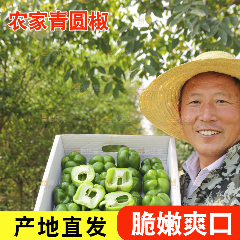 手里拿着新鲜青圆椒