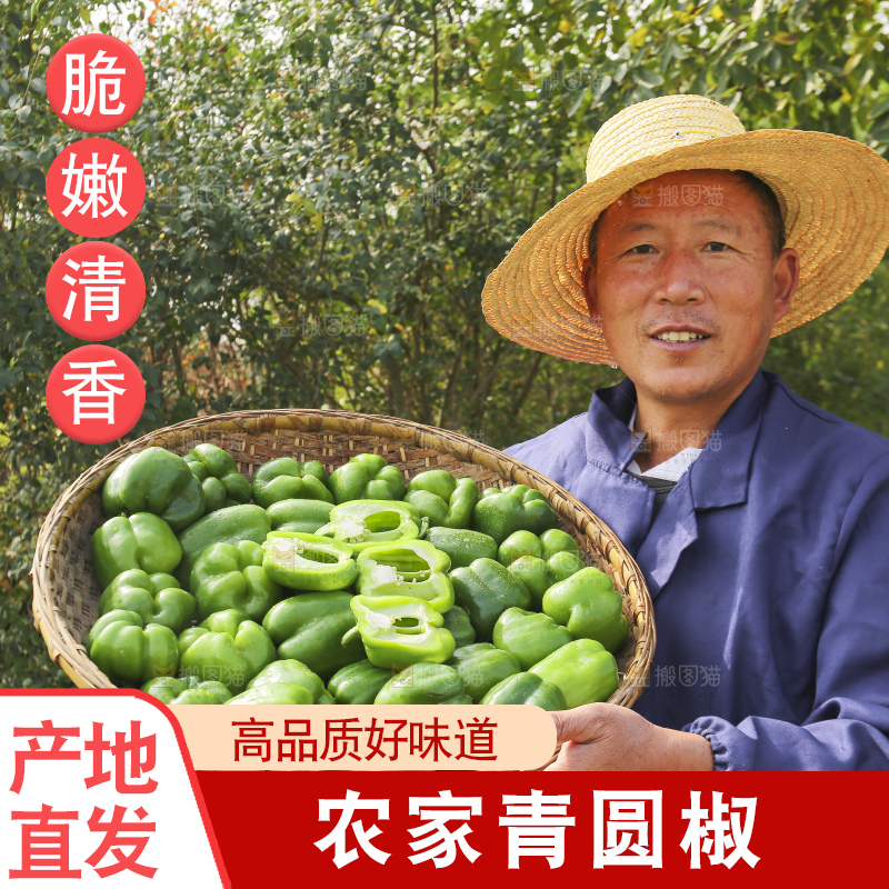 手里拿着新鲜青圆椒