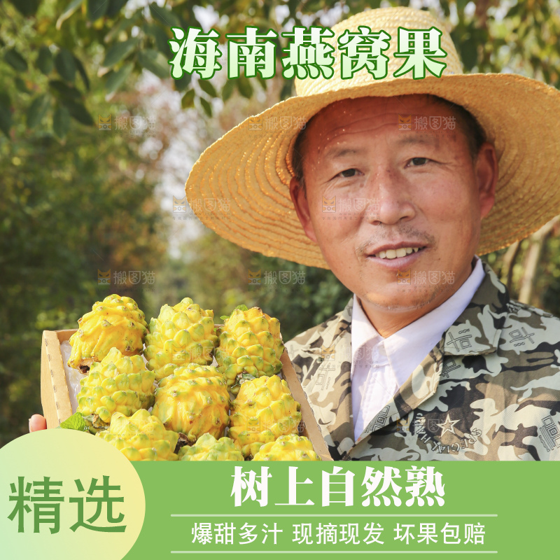 手里拿着燕窝果