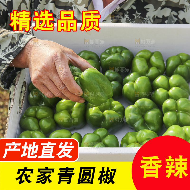 手里拿着新鲜青圆椒