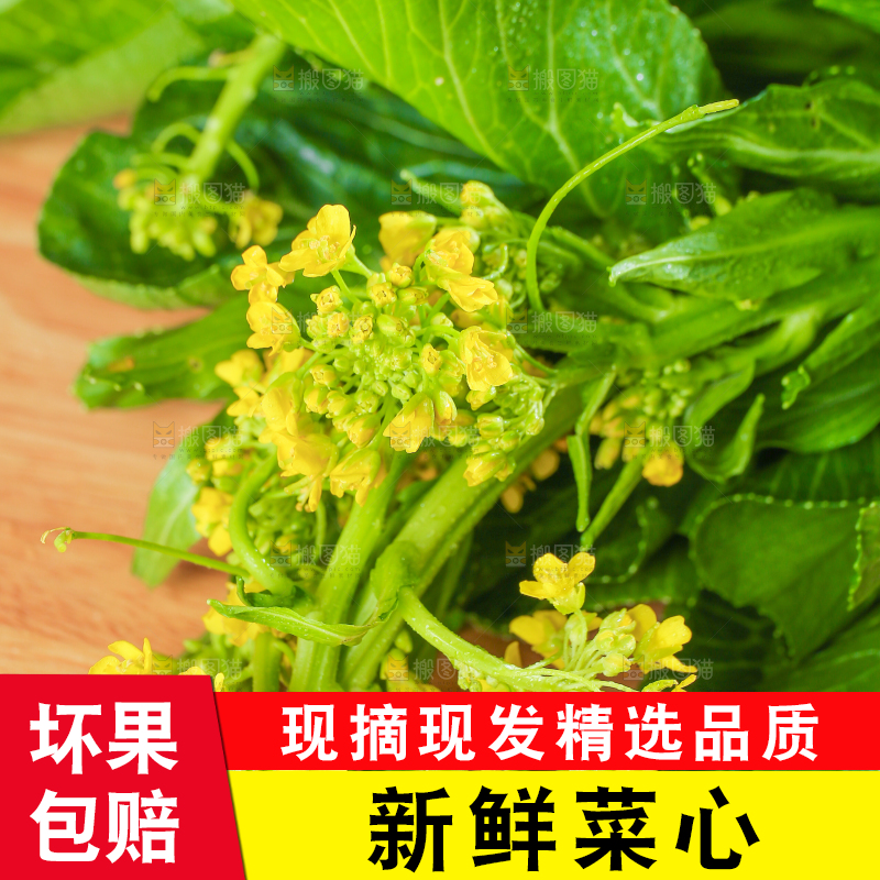 浅底上的广东菜心