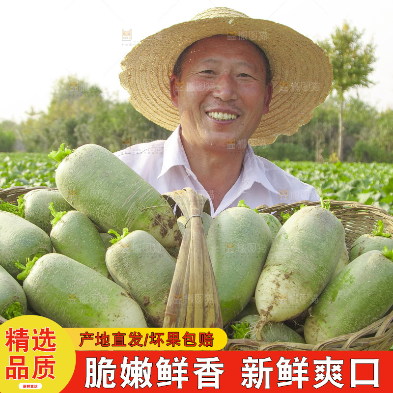 地里的沙窝萝卜