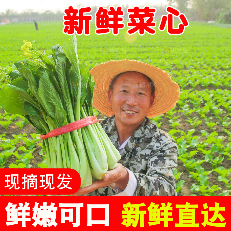 手里拿着广东菜心