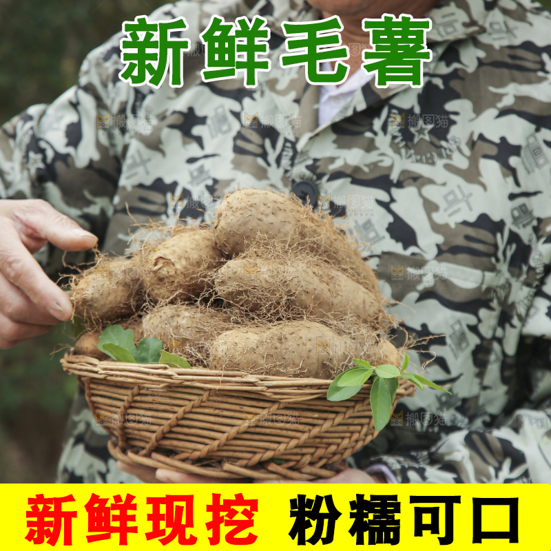 手里拿着新鲜毛薯