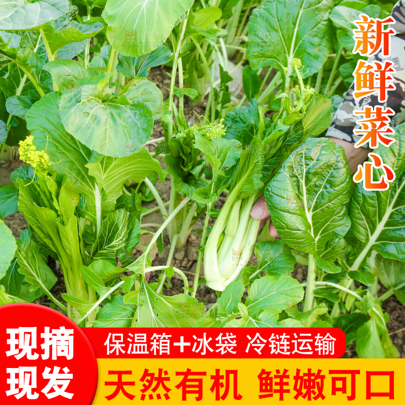 手里拿着广东菜心