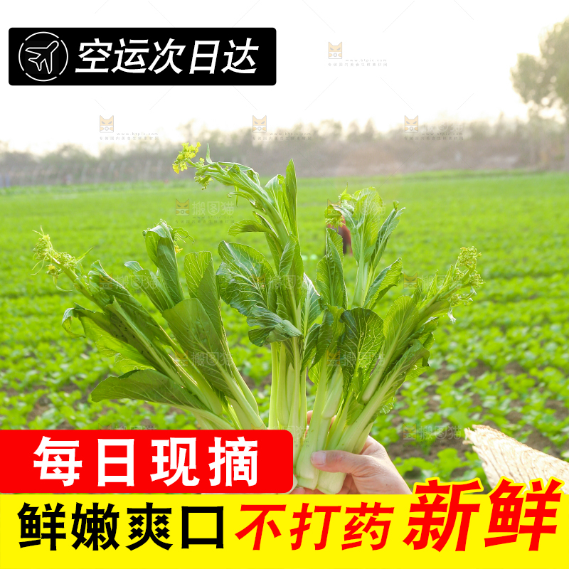 手里拿着广东菜心