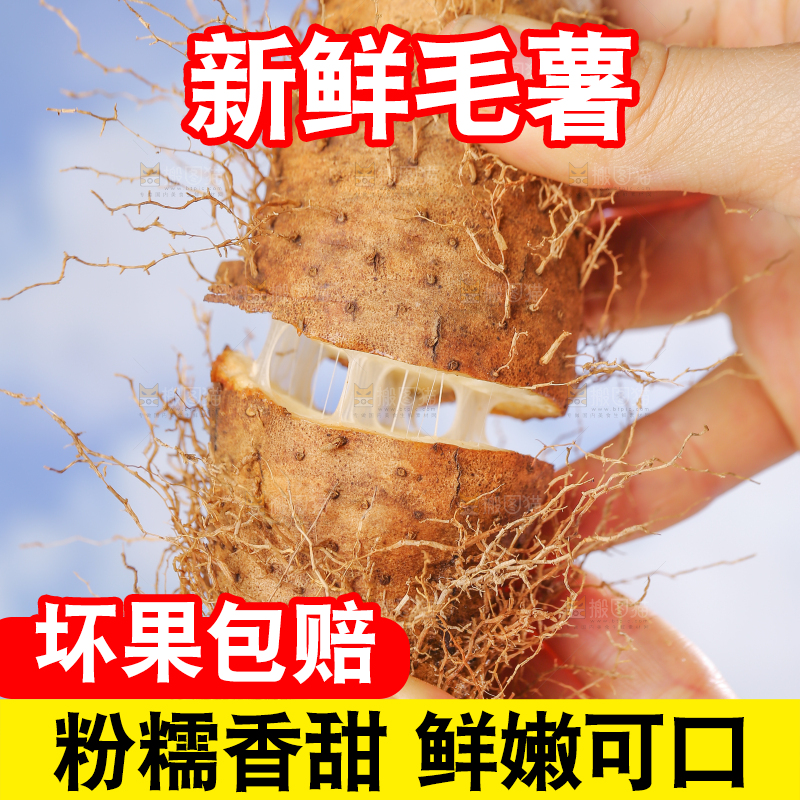 手里拿着新鲜毛薯