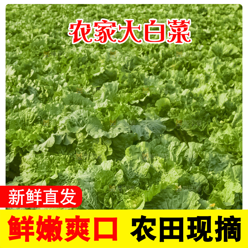 地里的大白菜