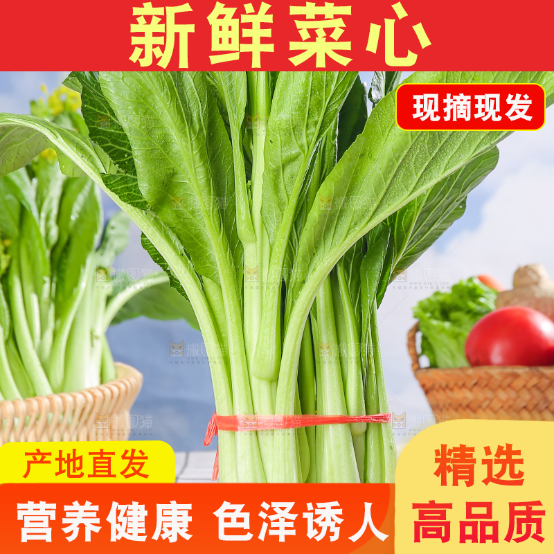 浅底上的广东菜心