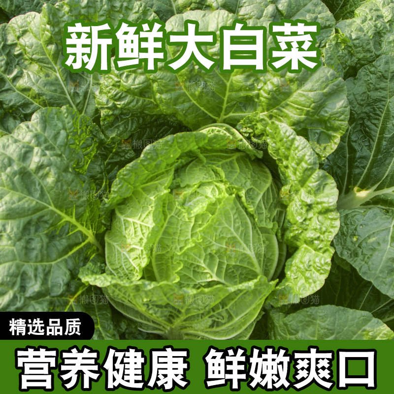 地里的大白菜