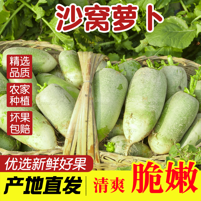 地里的沙窝萝卜