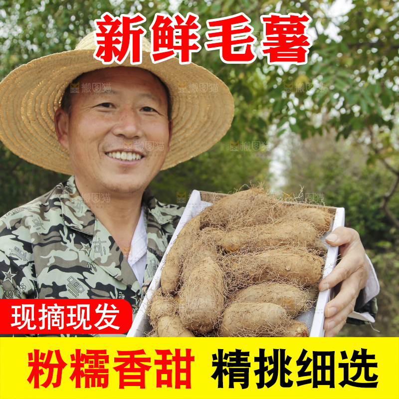 手里拿着新鲜毛薯