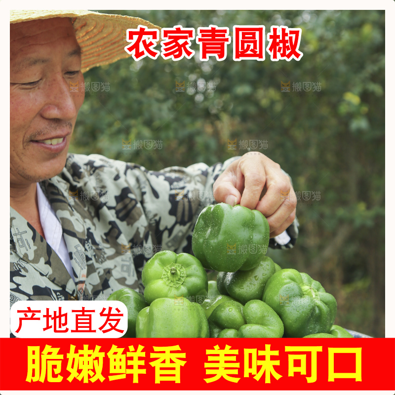 手里拿着新鲜青圆椒