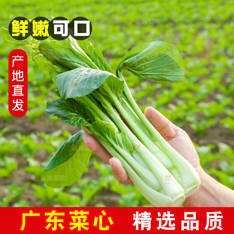 手里拿着广东菜心