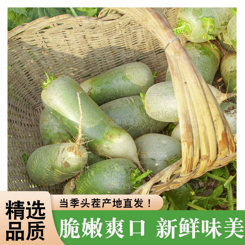 地里的沙窝萝卜