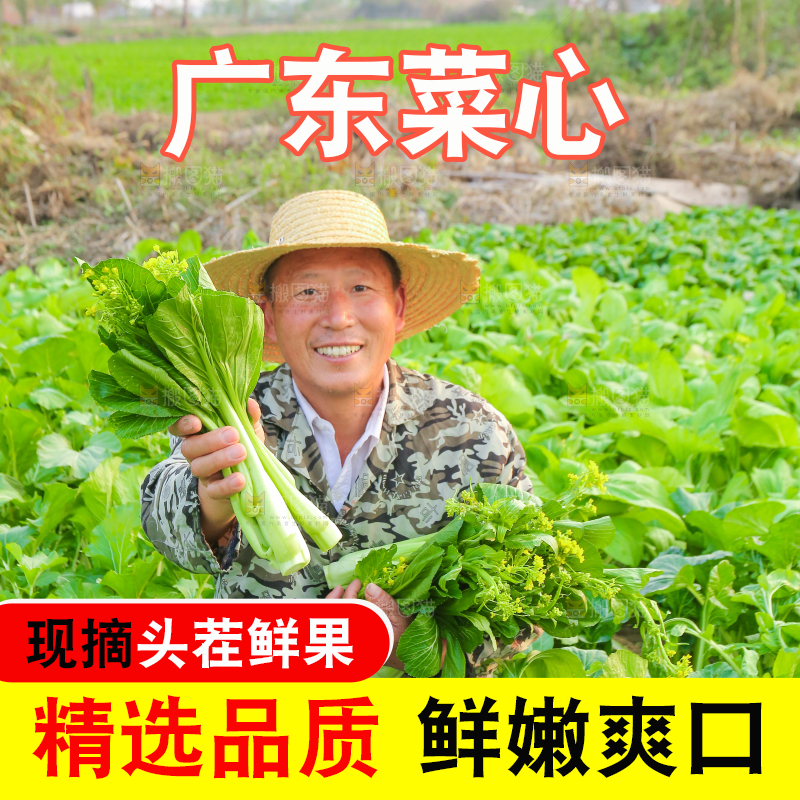 手里拿着广东菜心