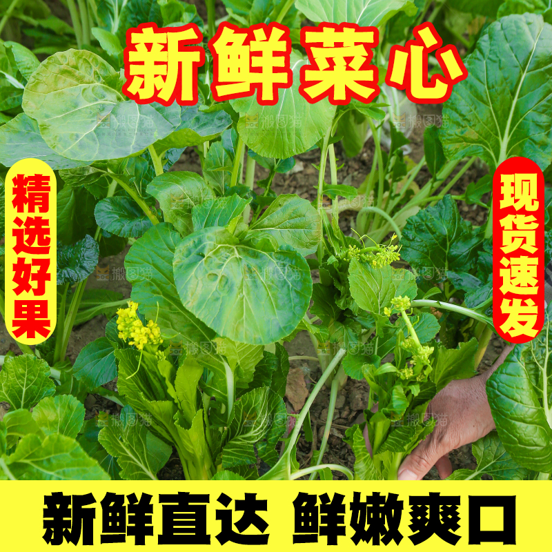 手里拿着广东菜心