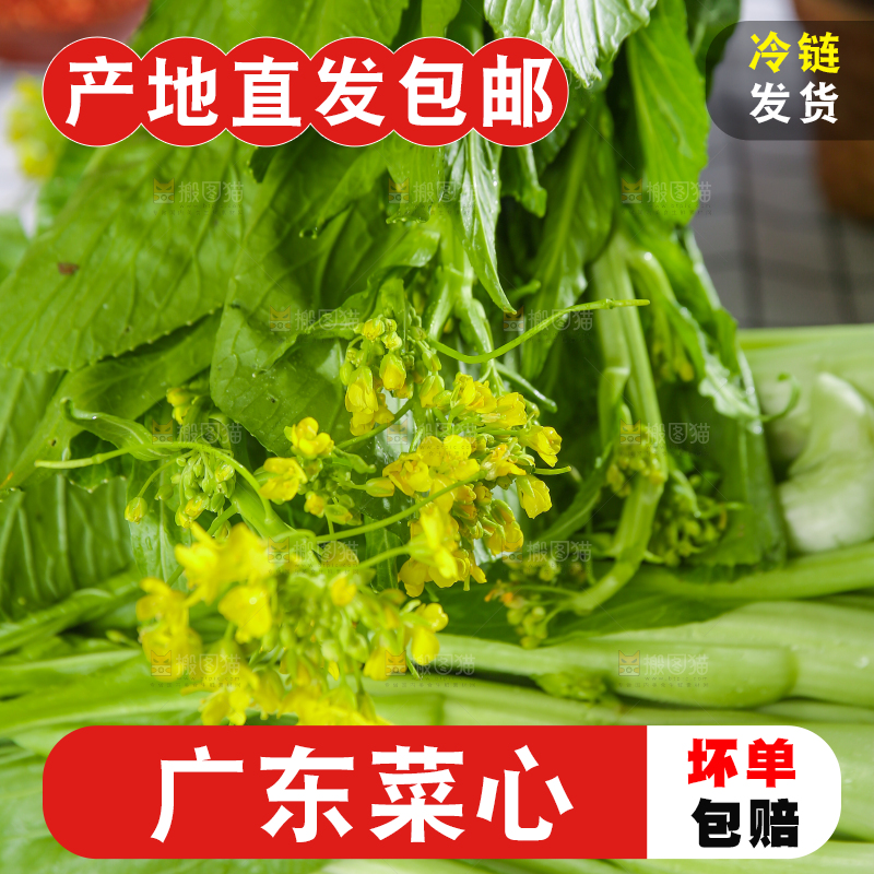 浅底上的广东菜心