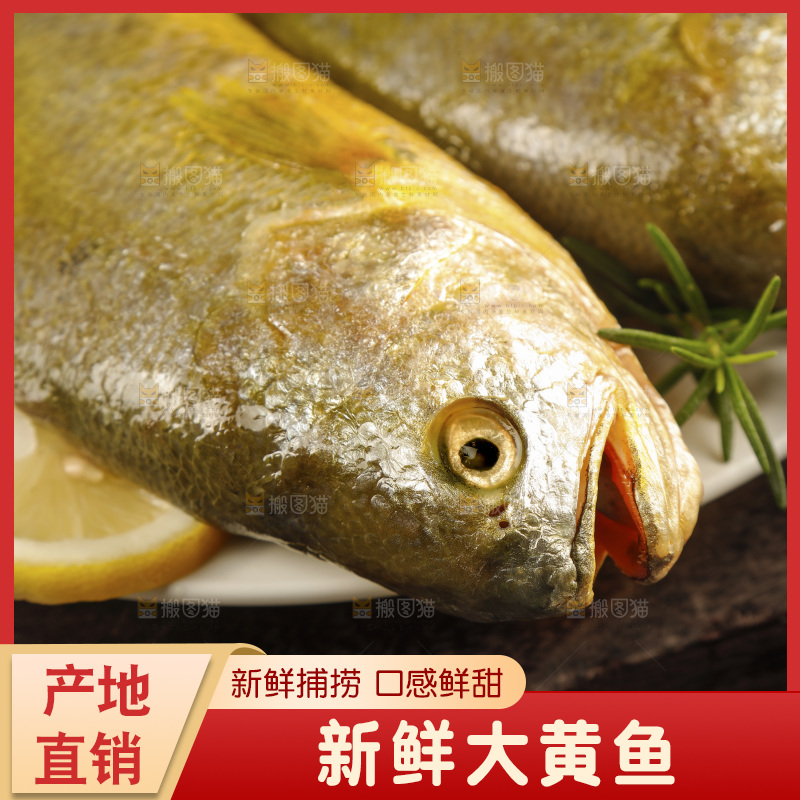 深底上的大黄鱼