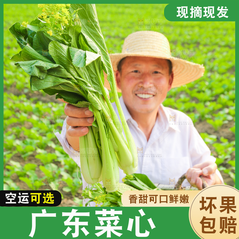 手里拿着广东菜心