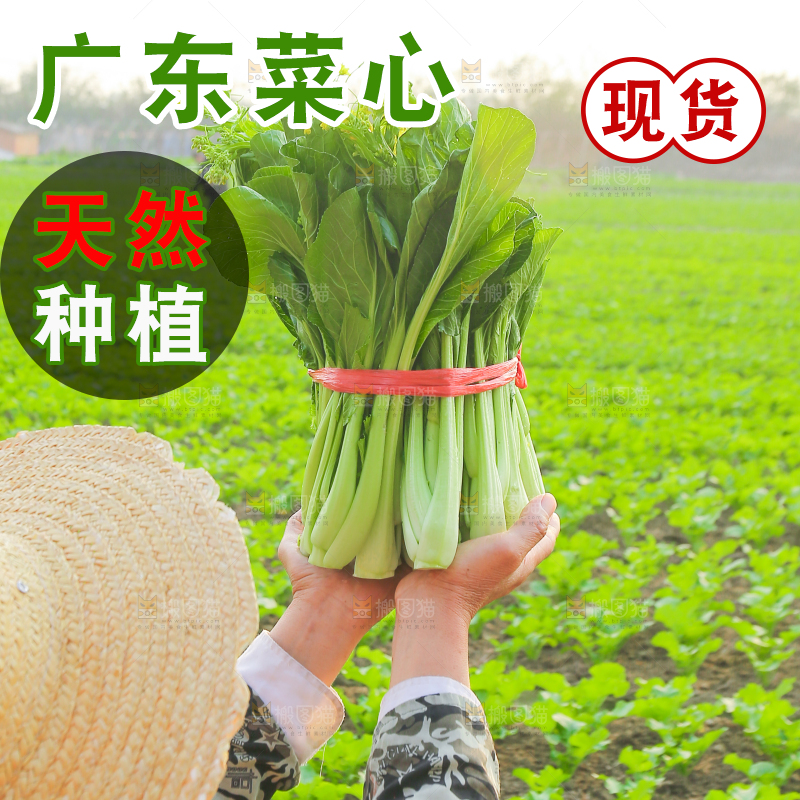手里拿着广东菜心