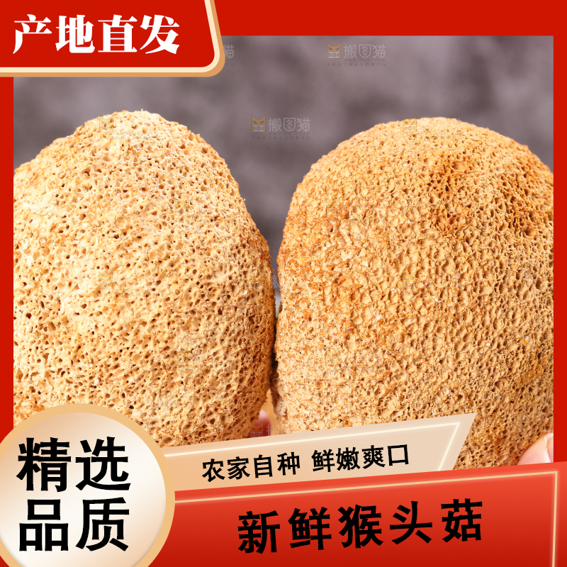 木底上的猴头菇