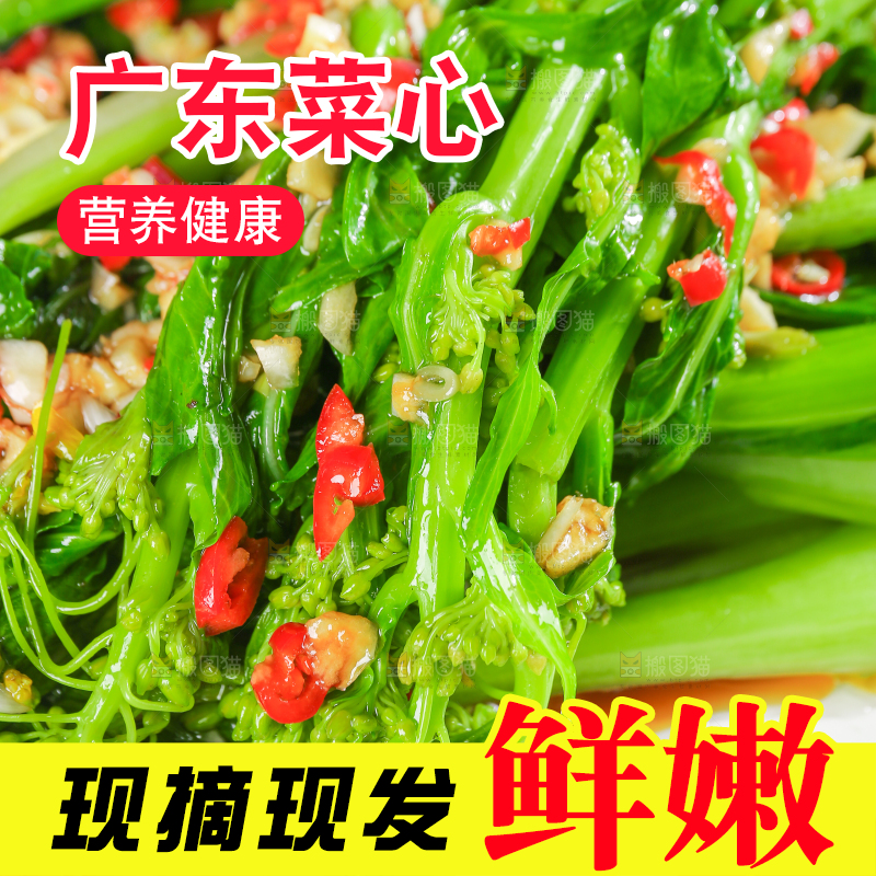 浅底上的广东菜心