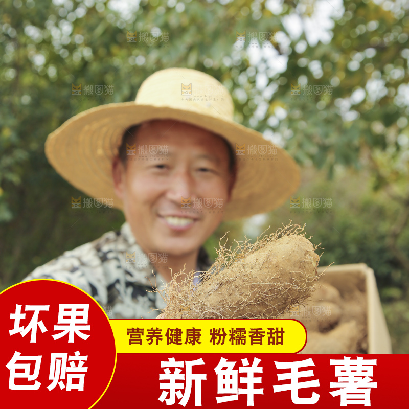 手里拿着新鲜毛薯
