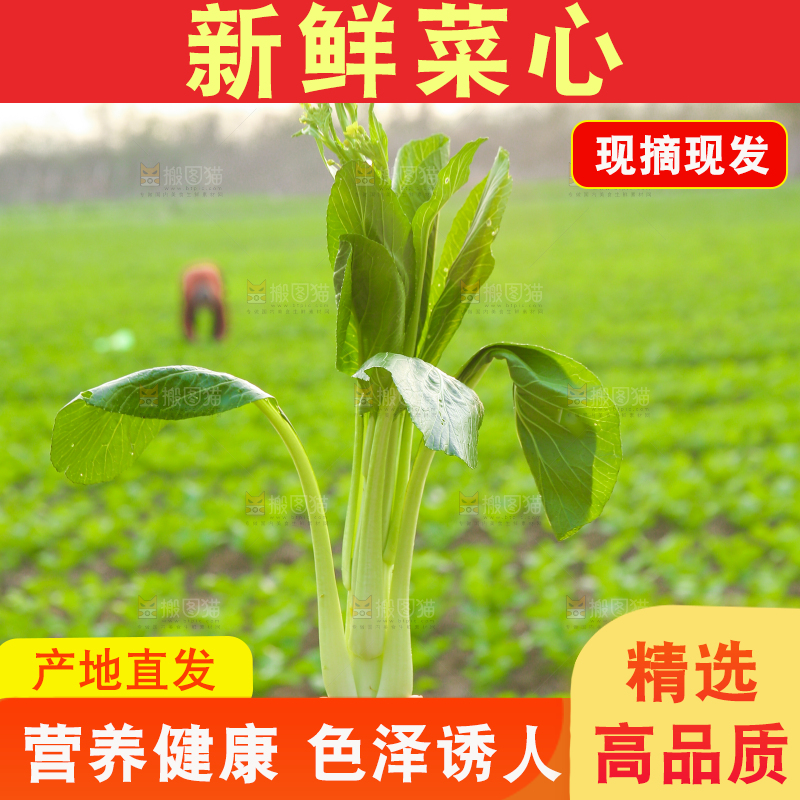 手里拿着广东菜心