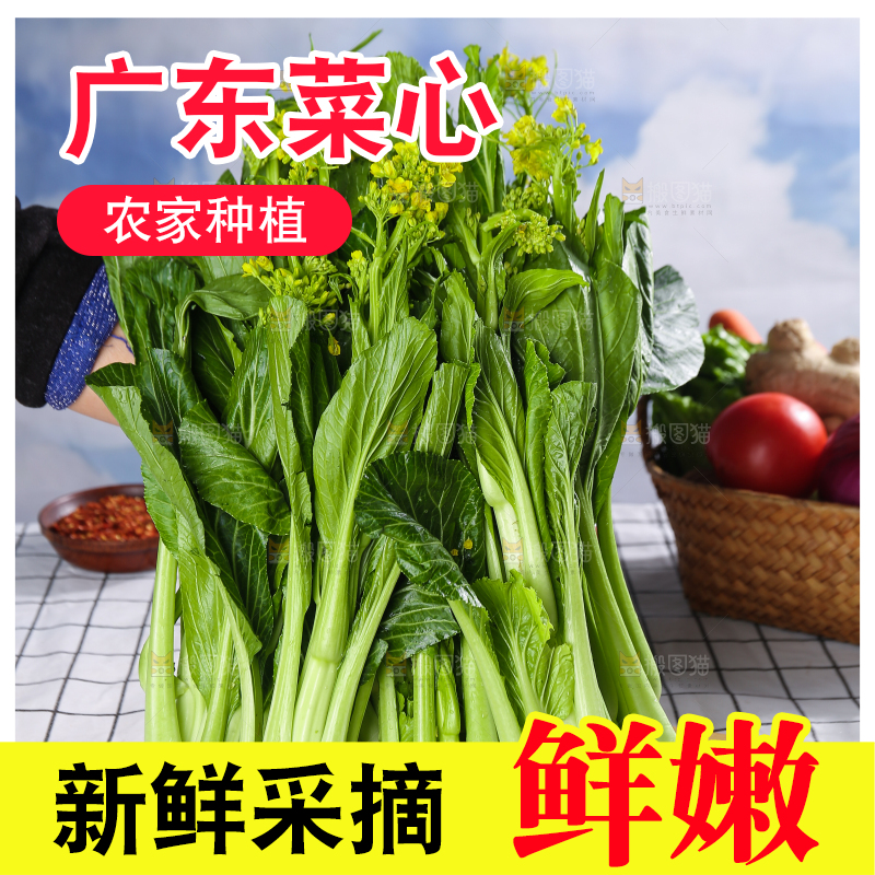 浅底上的广东菜心