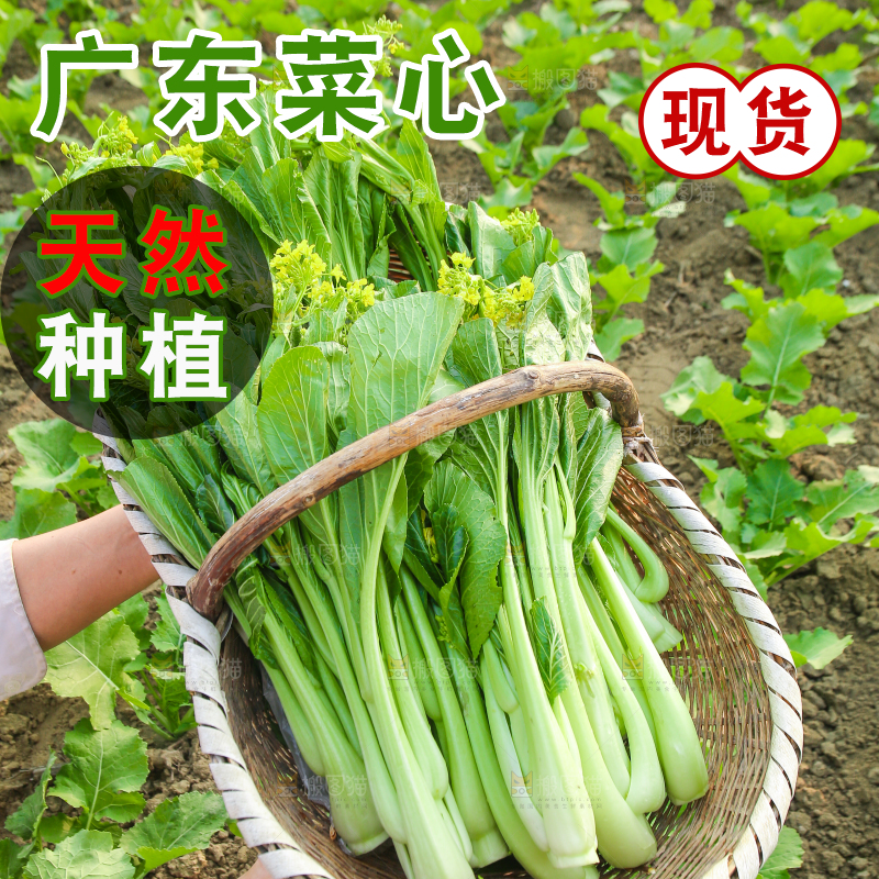 手里拿着广东菜心