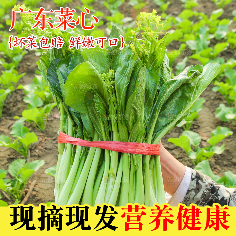 手里拿着广东菜心