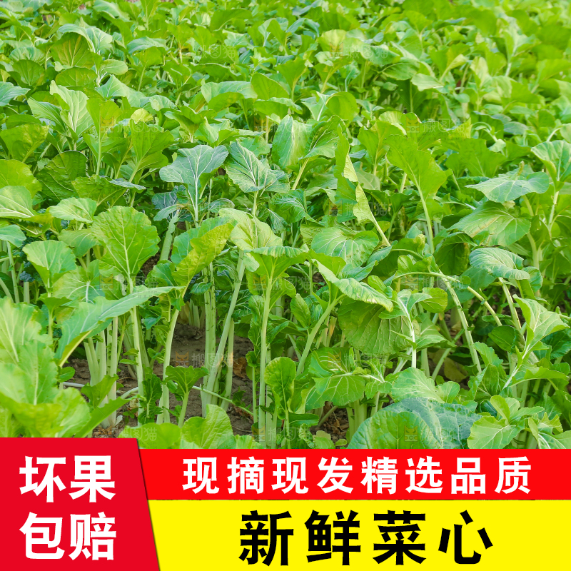 手里拿着广东菜心