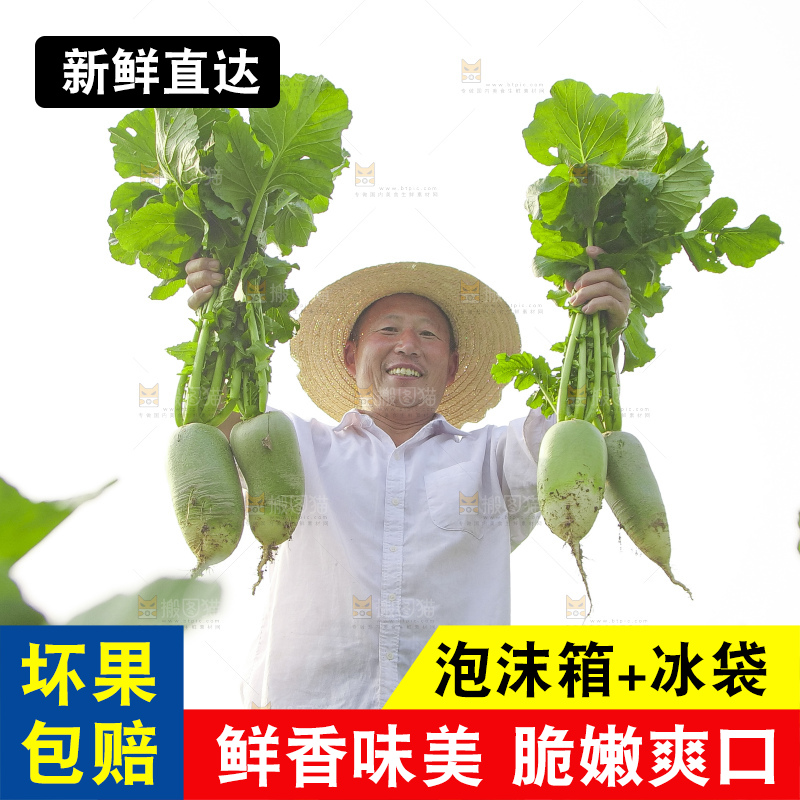 地里的沙窝萝卜