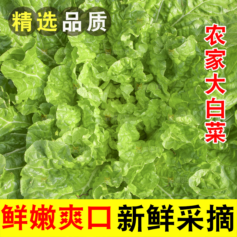 地里的大白菜