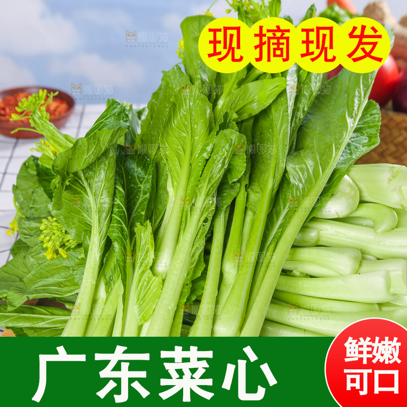 浅底上的广东菜心
