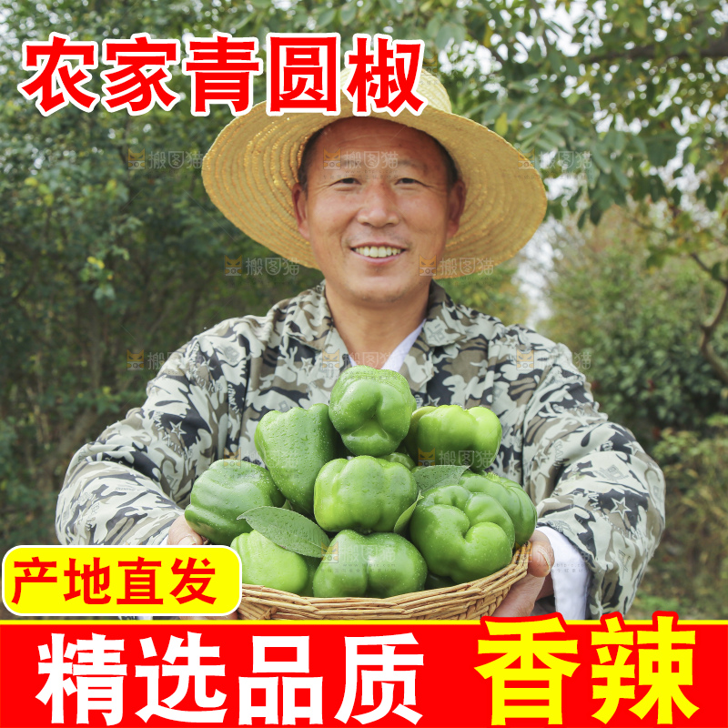 手里拿着新鲜青圆椒