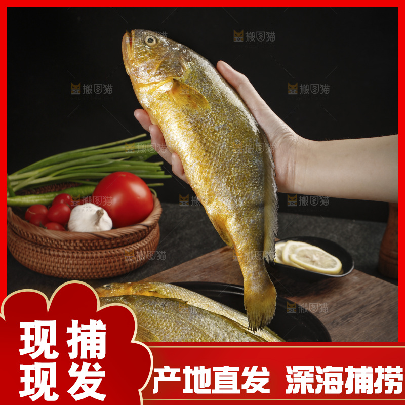 深底上的大黄鱼
