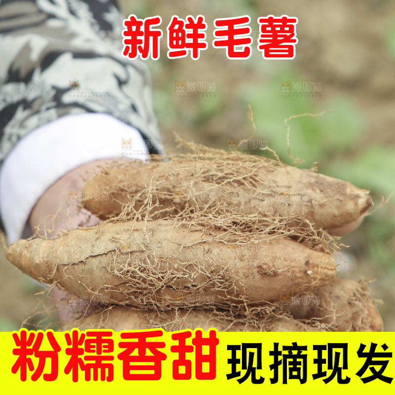手里拿着新鲜毛薯
