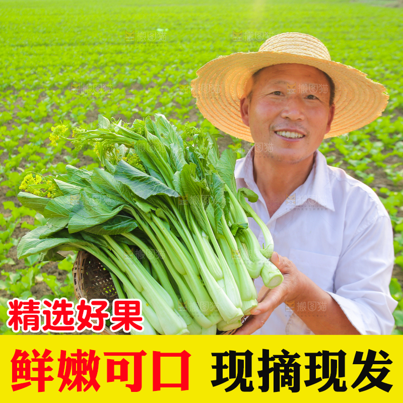 手里拿着广东菜心