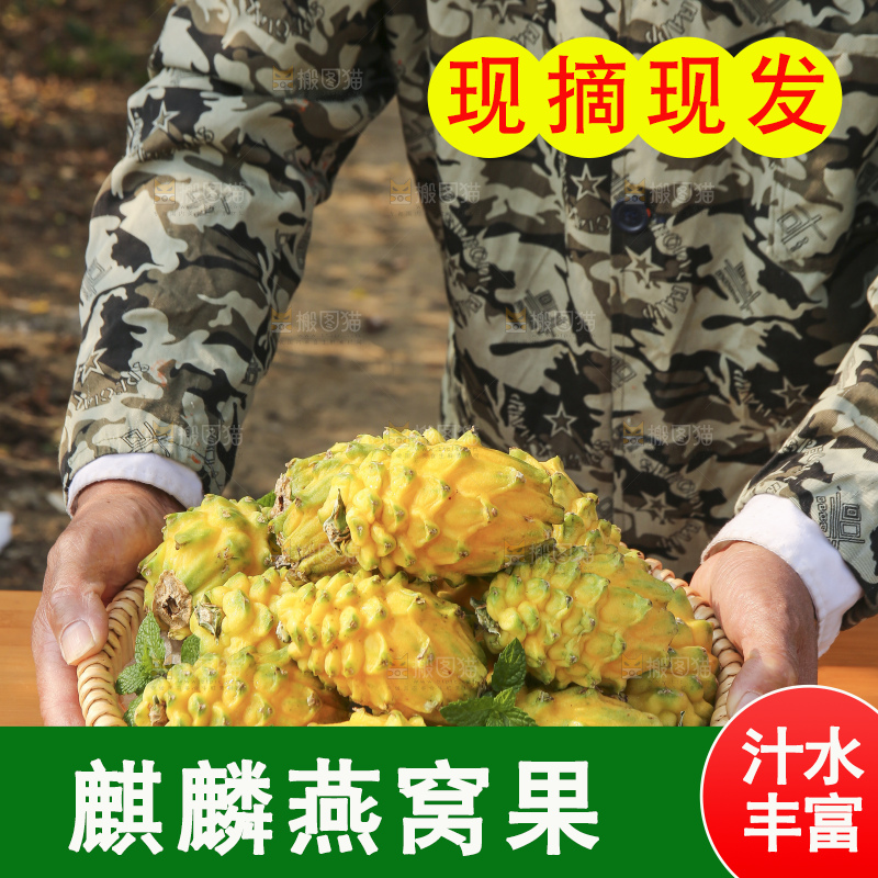 手里拿着燕窝果