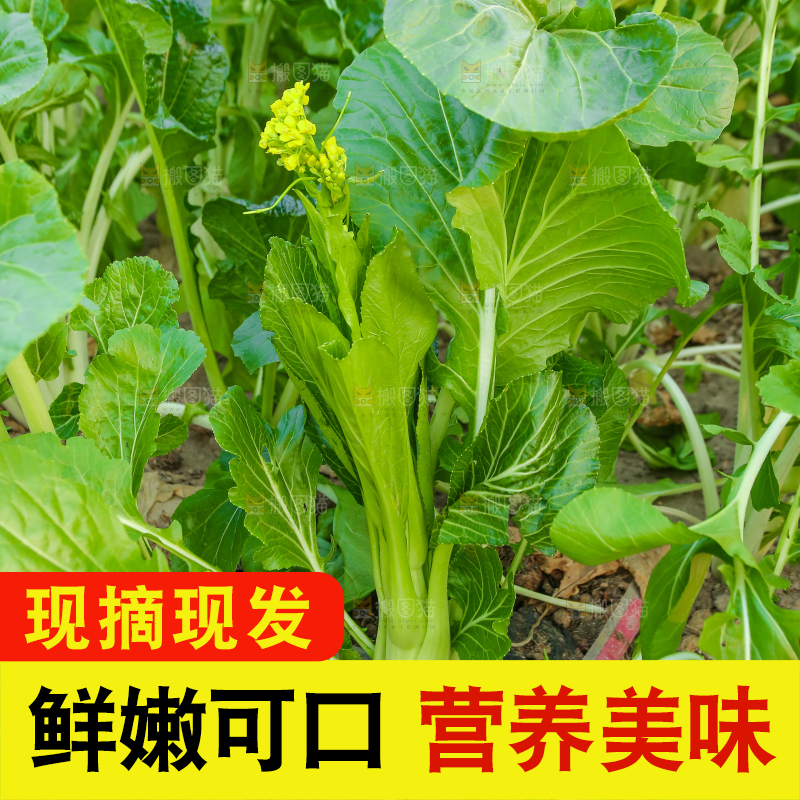 手里拿着广东菜心
