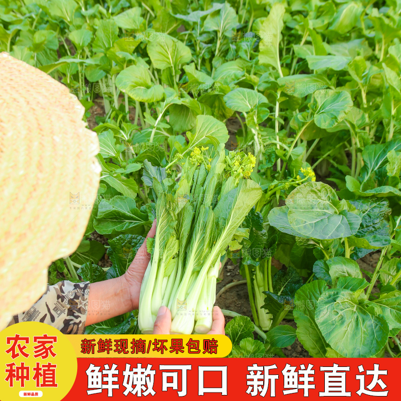 手里拿着广东菜心